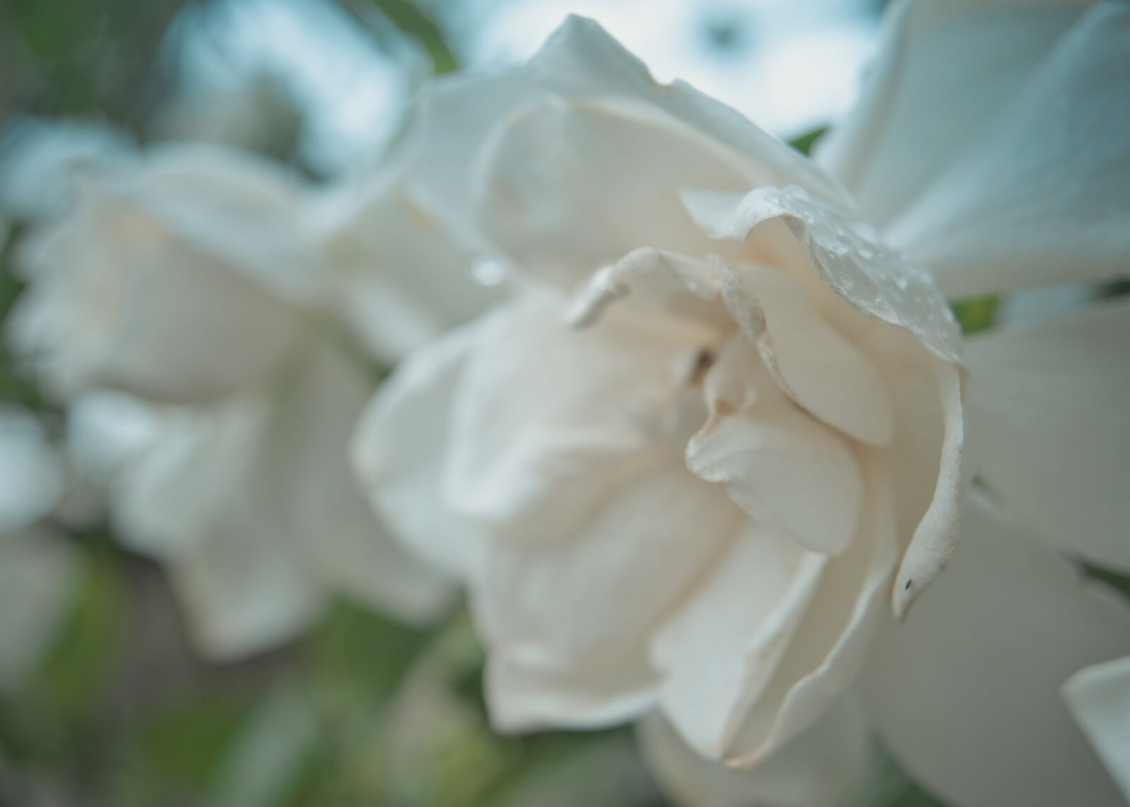 Pentax KP sample photo. Gardenia, flower, white flower photography