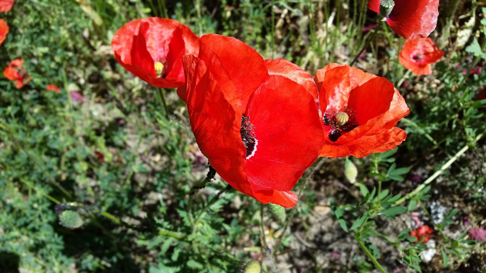 Samsung Galaxy S5 sample photo. Poppy, red, flower photography
