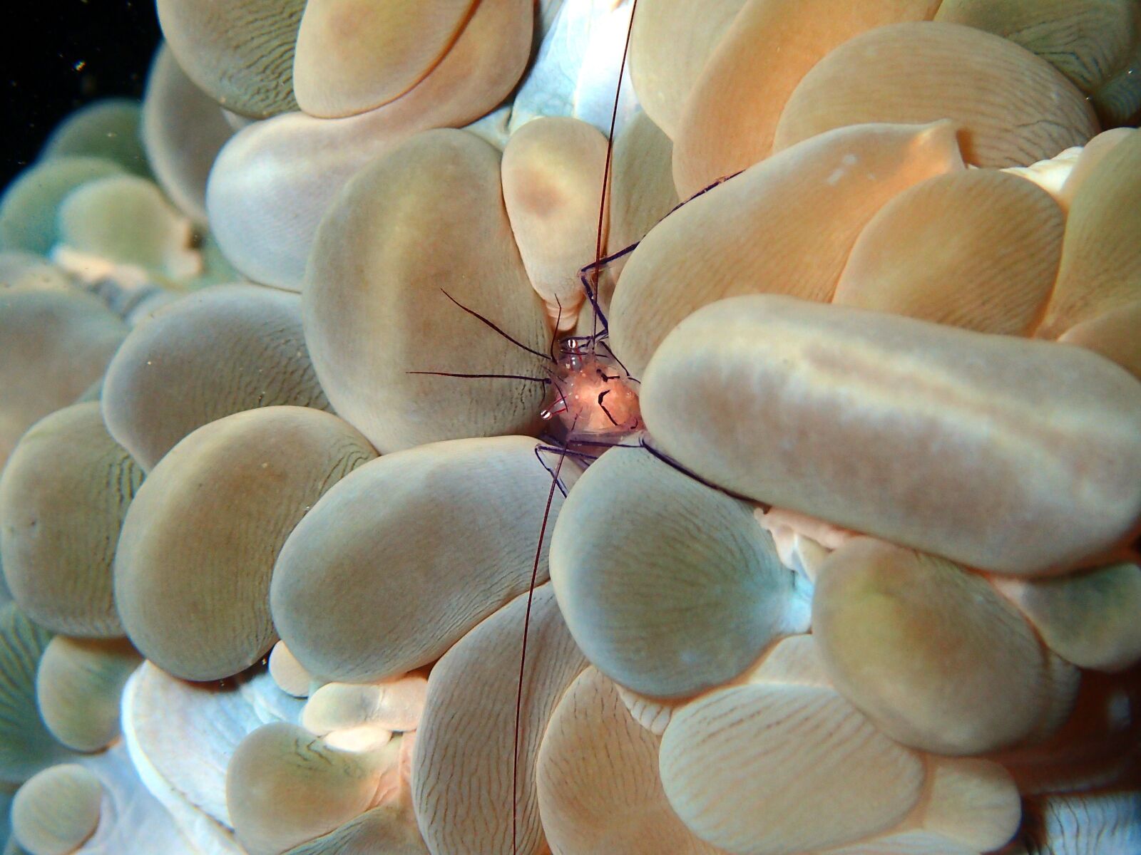 Olympus TG-4 sample photo. Shrimp, crustacean, reef photography