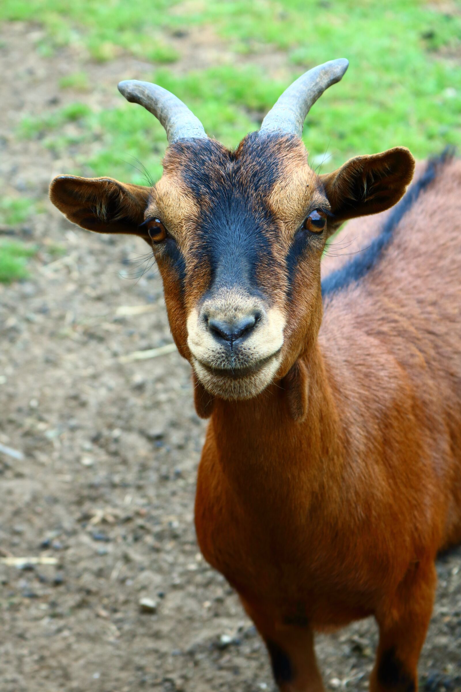 Canon EOS 750D (EOS Rebel T6i / EOS Kiss X8i) sample photo. Goat, animal, farm photography