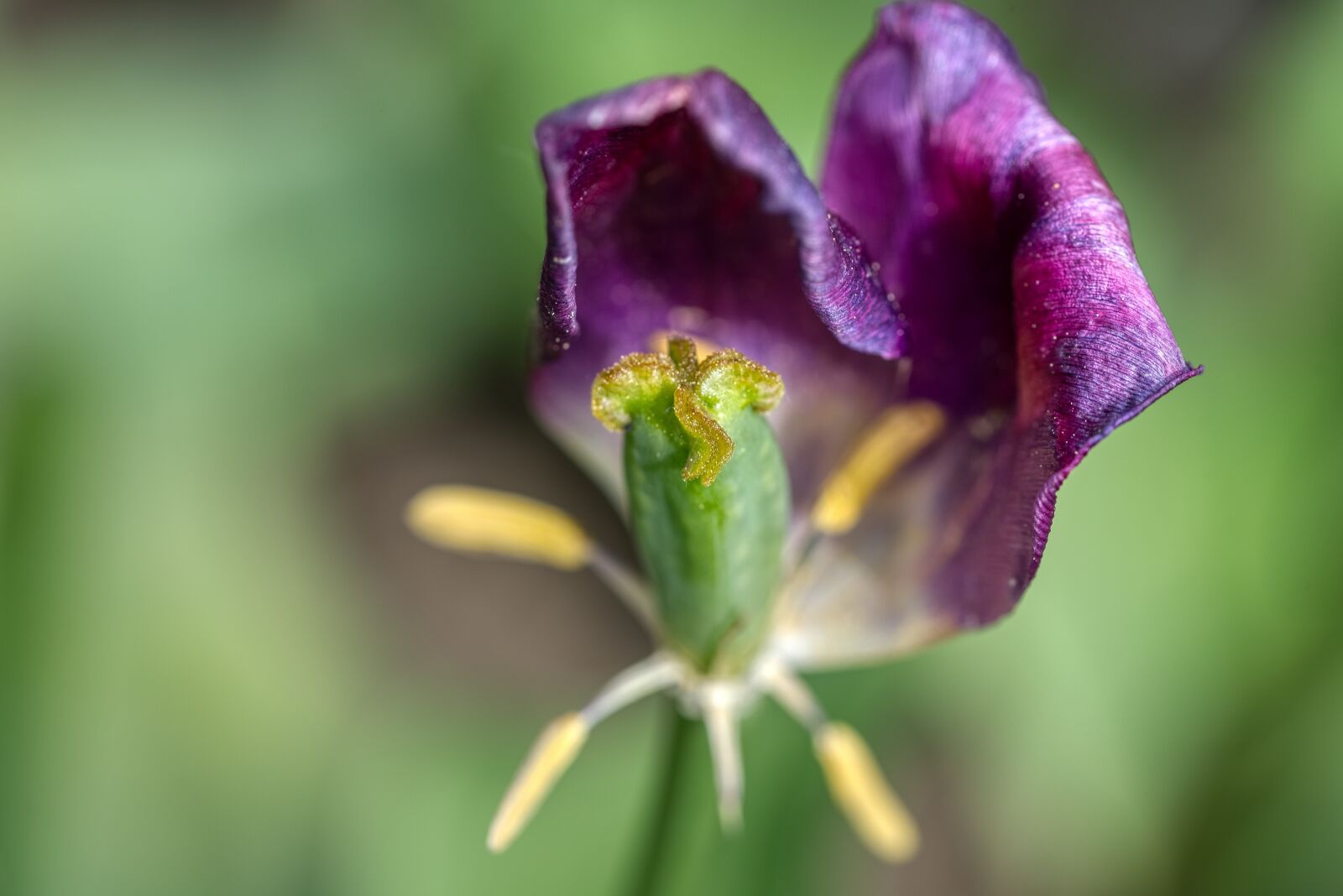 Nikon D750 sample photo. Tulip, blossom, bloom photography