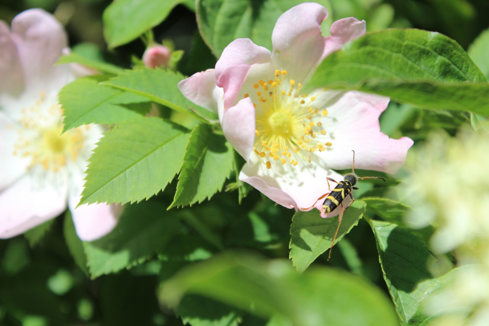 Canon EOS 600D (Rebel EOS T3i / EOS Kiss X5) sample photo. Longhorn beetle, clytus lama photography