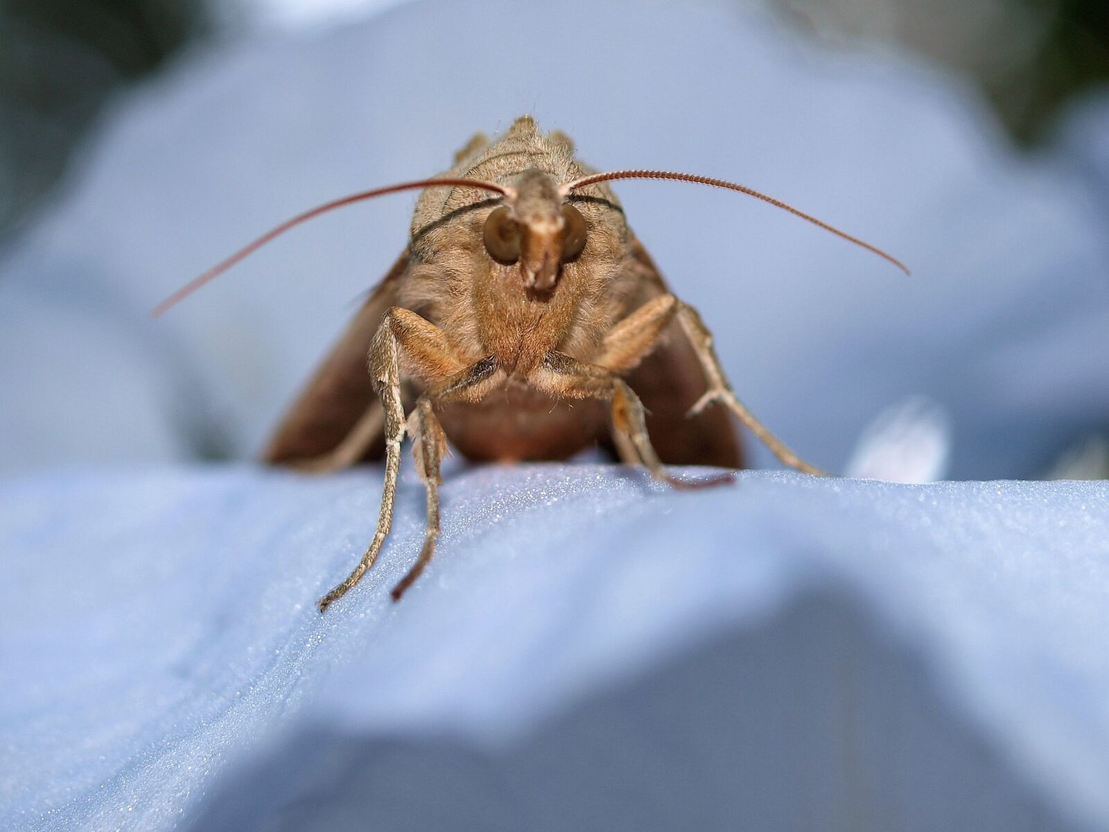Olympus E-520 (EVOLT E-520) sample photo. Moth, insect, nature photography