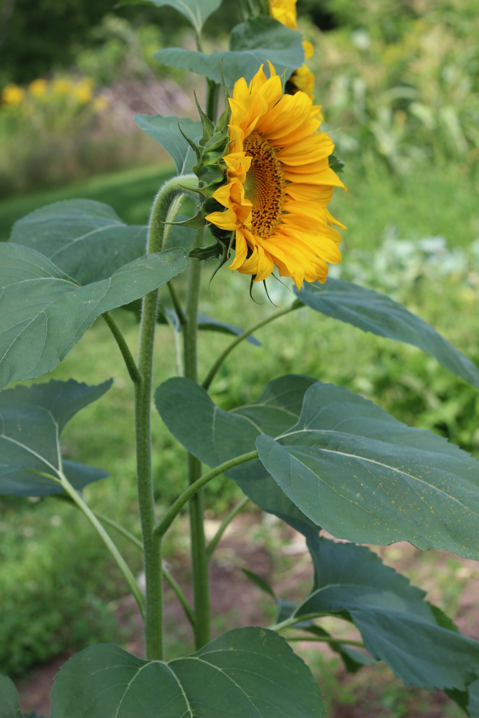 Canon EF 50mm F1.8 STM sample photo. Sunflower, yellow, spotted photography