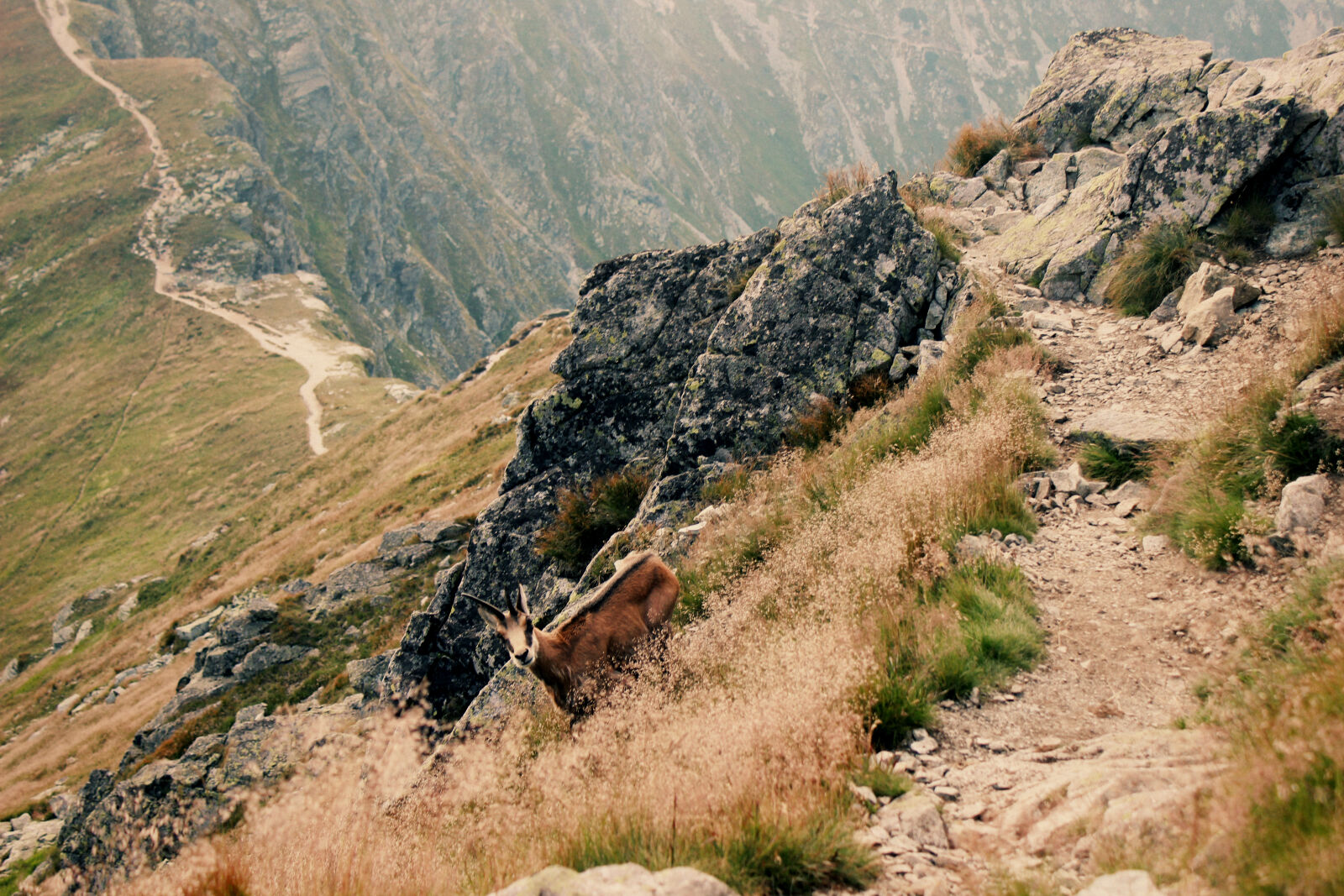 Canon EOS 600D (Rebel EOS T3i / EOS Kiss X5) sample photo. Freedom, mountain, nature, ostry photography