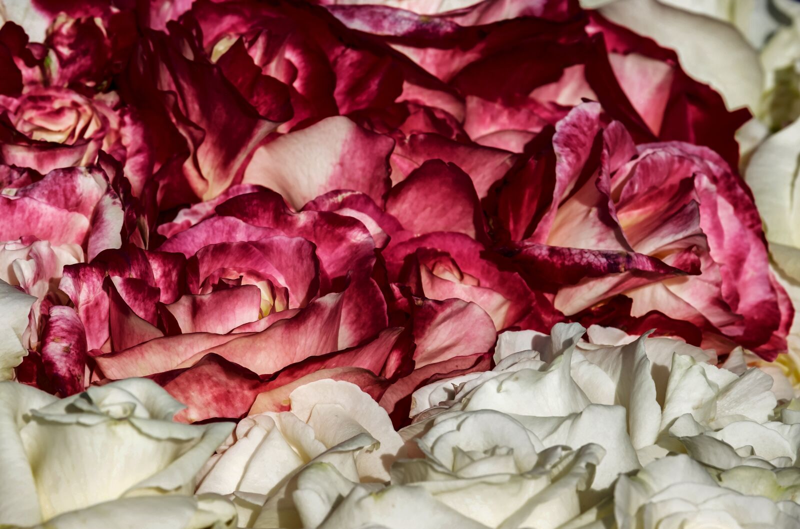 Fujifilm XF 55-200mm F3.5-4.8 R LM OIS sample photo. Roses, noble roses, blossom photography
