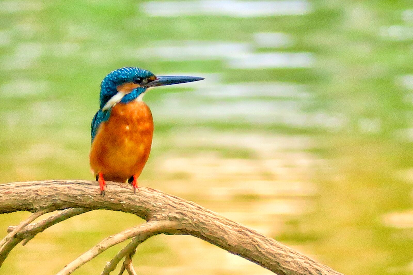 Canon PowerShot G3 X sample photo. Kingfisher, natural, bird photography