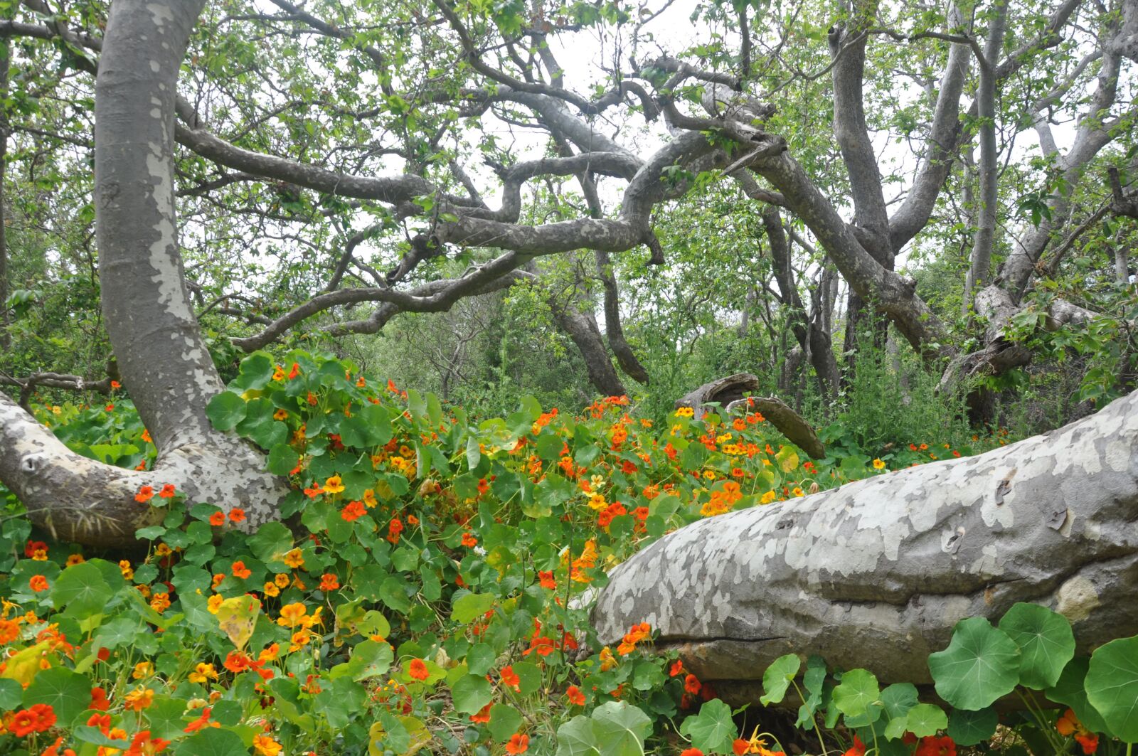 Nikon D90 sample photo. Nasturtium, forest, trees photography