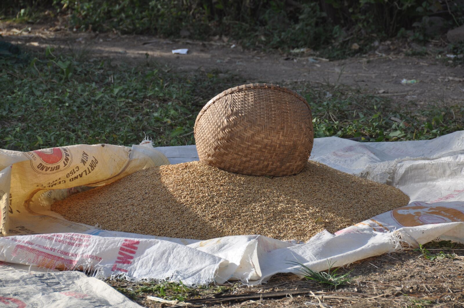 Nikon D90 sample photo. Cambodia, rice, culture photography