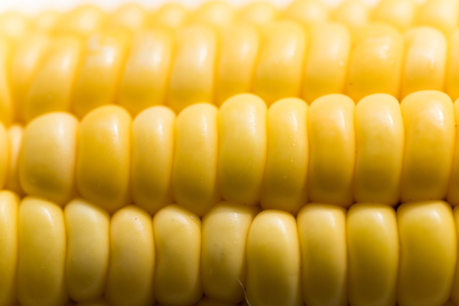 Canon EOS RP sample photo. Corn, close-up, yellow photography