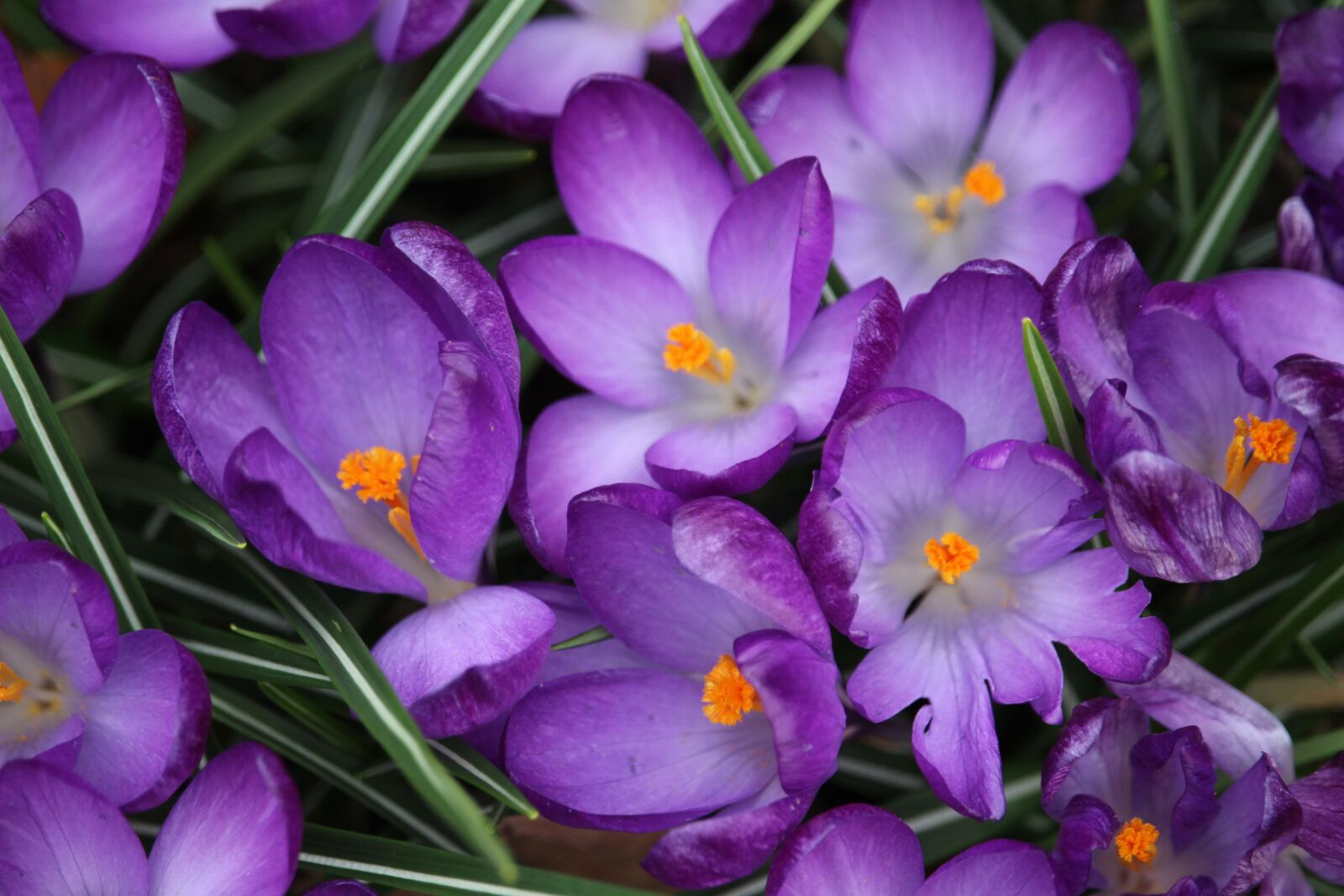 Canon EOS 700D (EOS Rebel T5i / EOS Kiss X7i) sample photo. Crocus, flower, purple photography