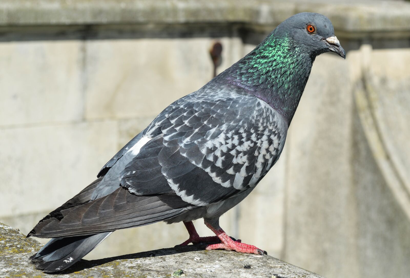 Nikon D3200 sample photo. Bird, pigeon, animal photography