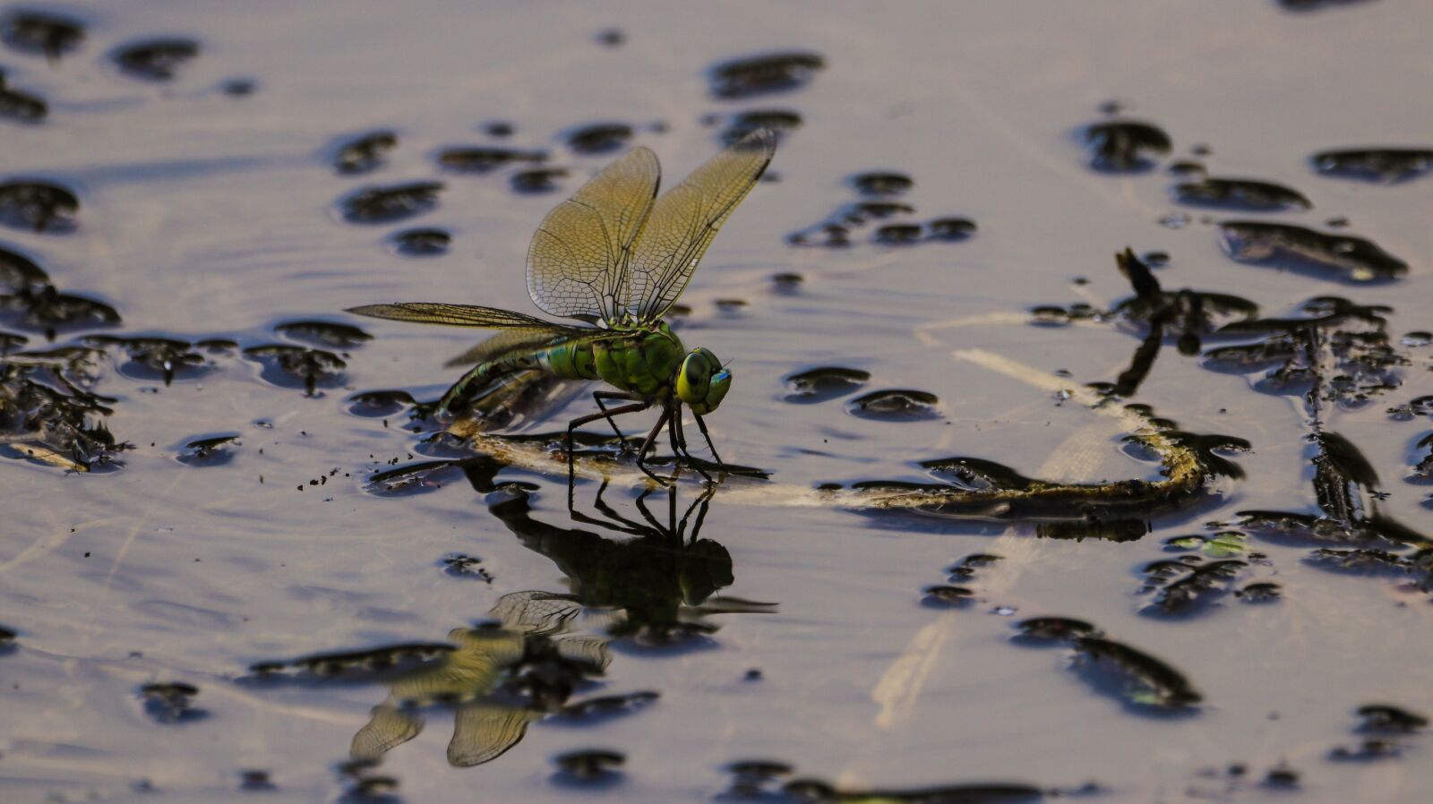 150-600mm F5-6.3 DG OS HSM | Contemporary 015 sample photo. Dragonfly, water, nature photography