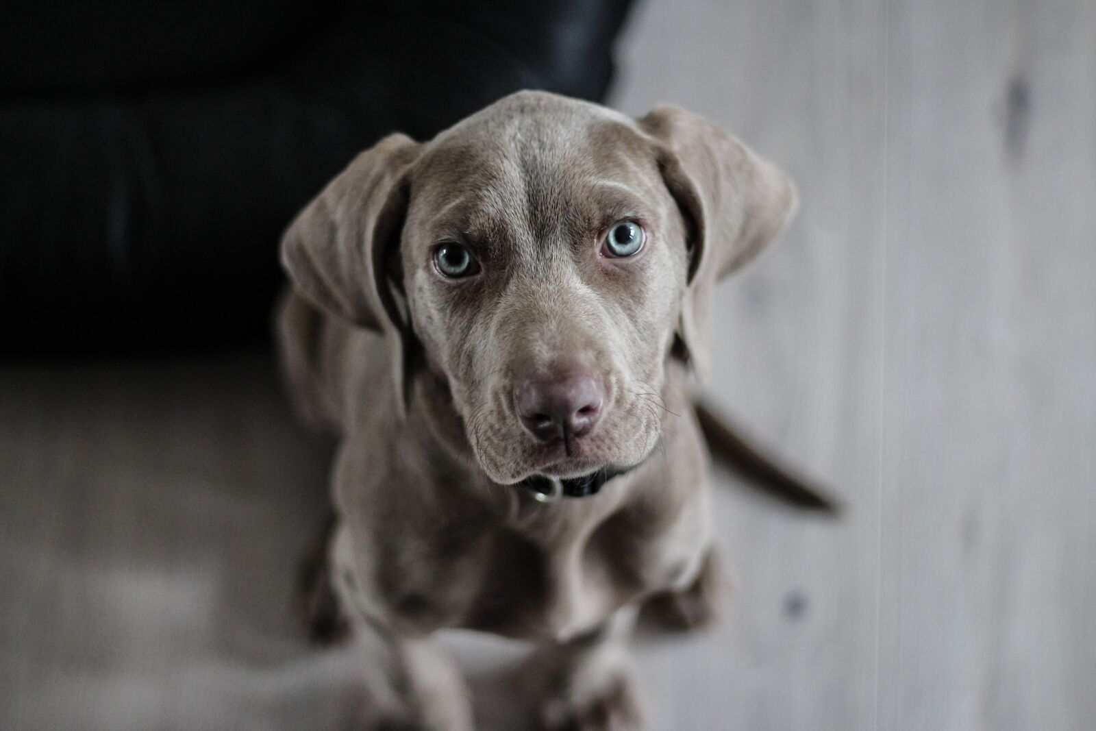 Canon EOS 700D (EOS Rebel T5i / EOS Kiss X7i) + Canon EF 50mm F1.8 STM sample photo. Weimaraner, puppy, dog photography