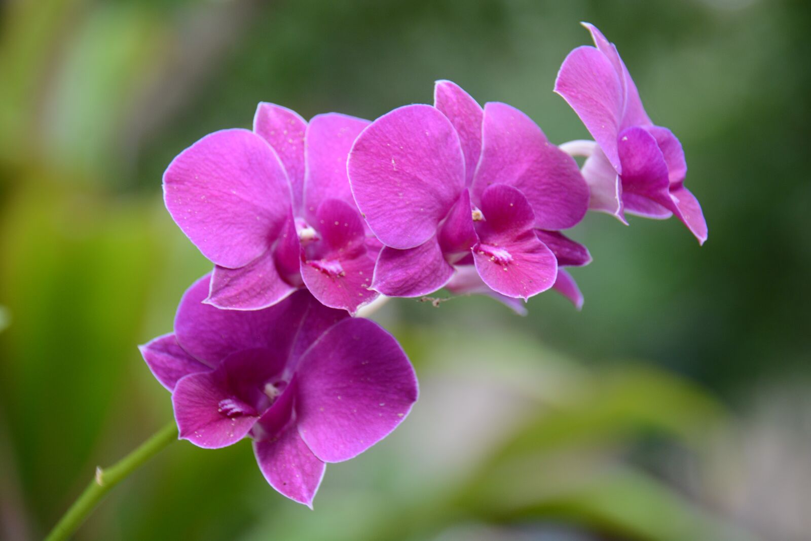 Nikon D7100 sample photo. Orchid, purple, refreshing photography