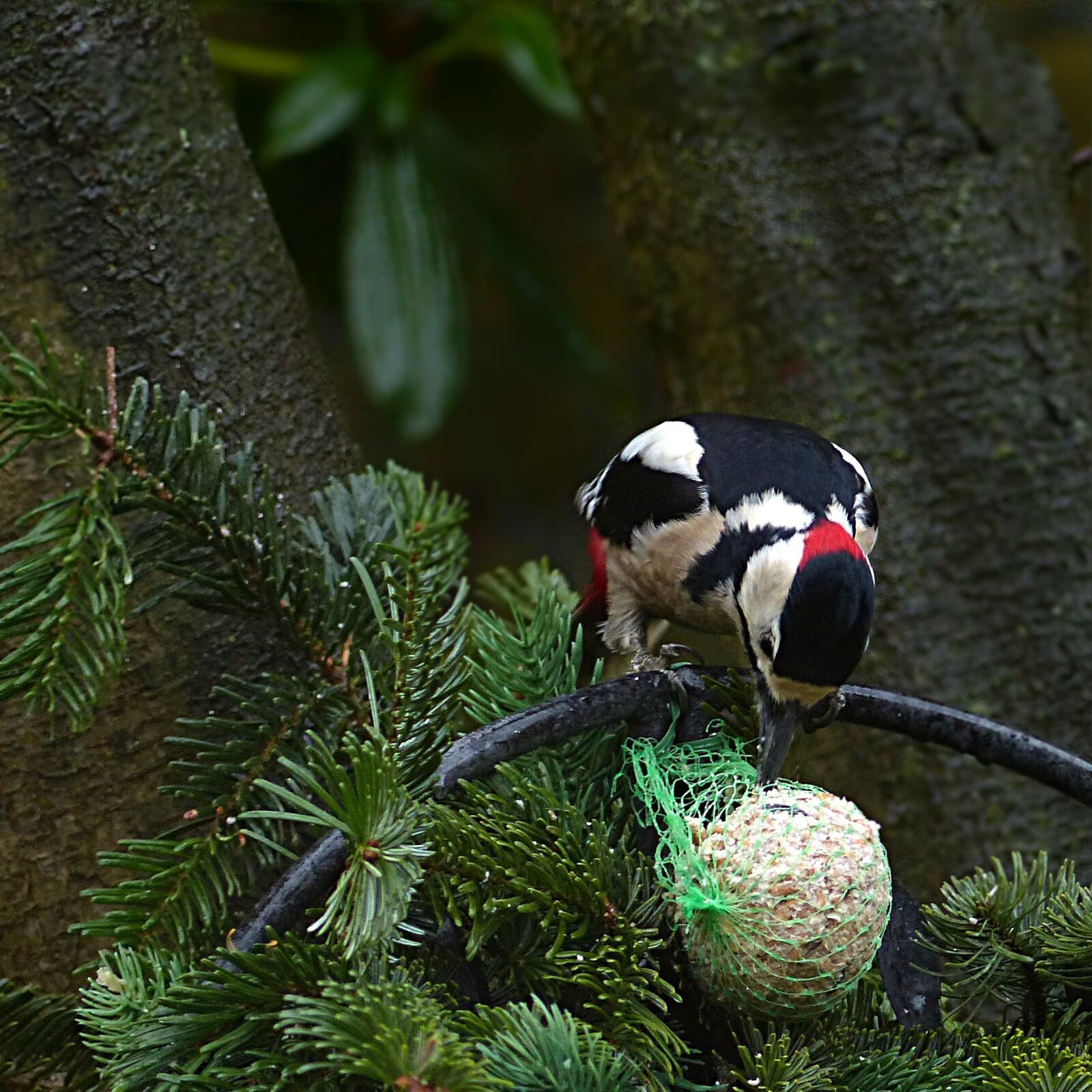 Panasonic Lumix DMC-FZ200 sample photo. Bird, great spotted woodpecker photography