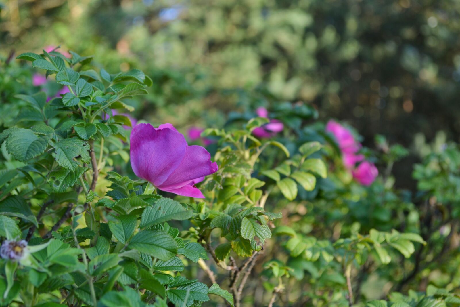 Nikon D3100 sample photo. Flowers, rose hip, nature photography