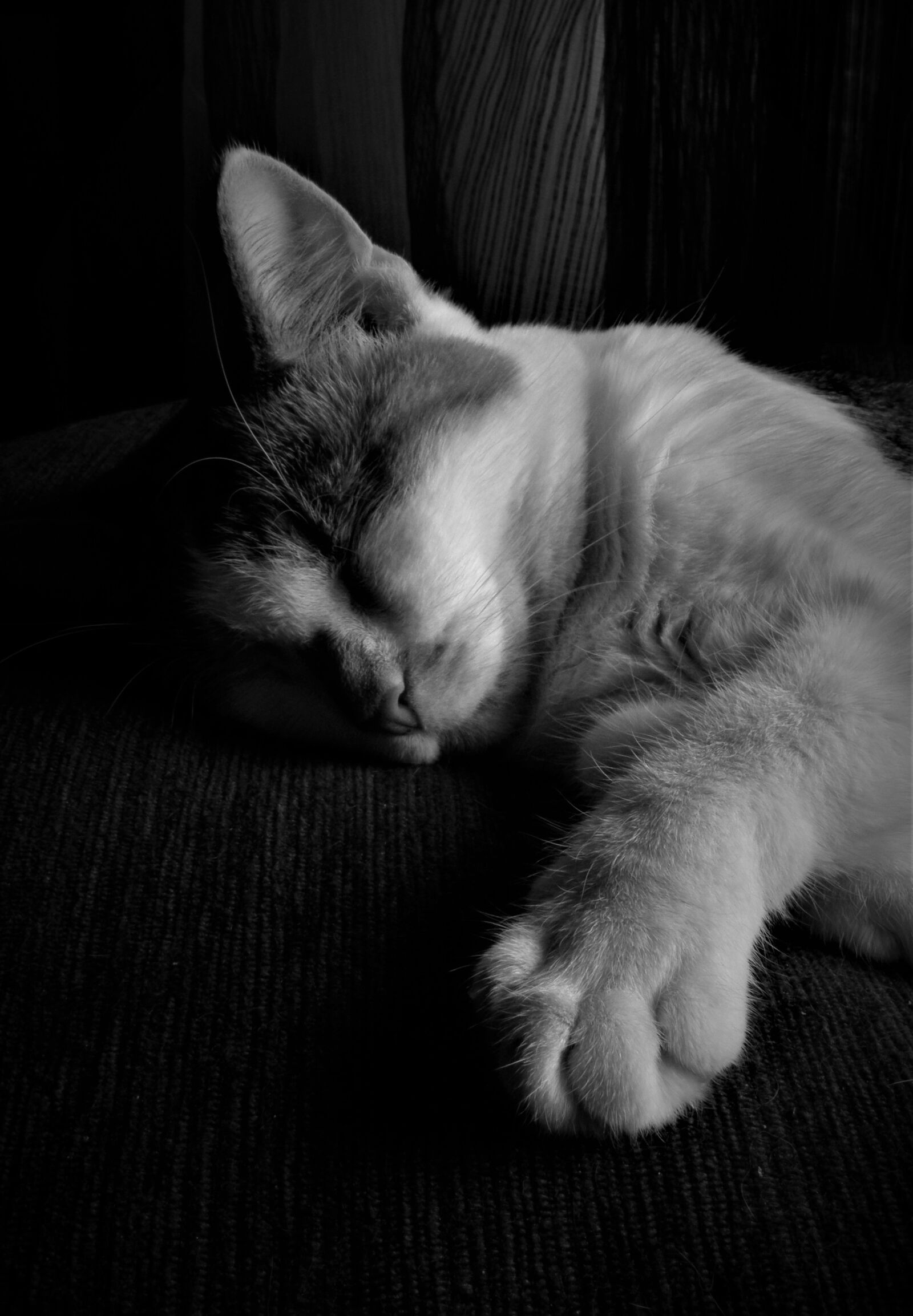 Olympus SP800UZ sample photo. Cat, kitty, pet photography