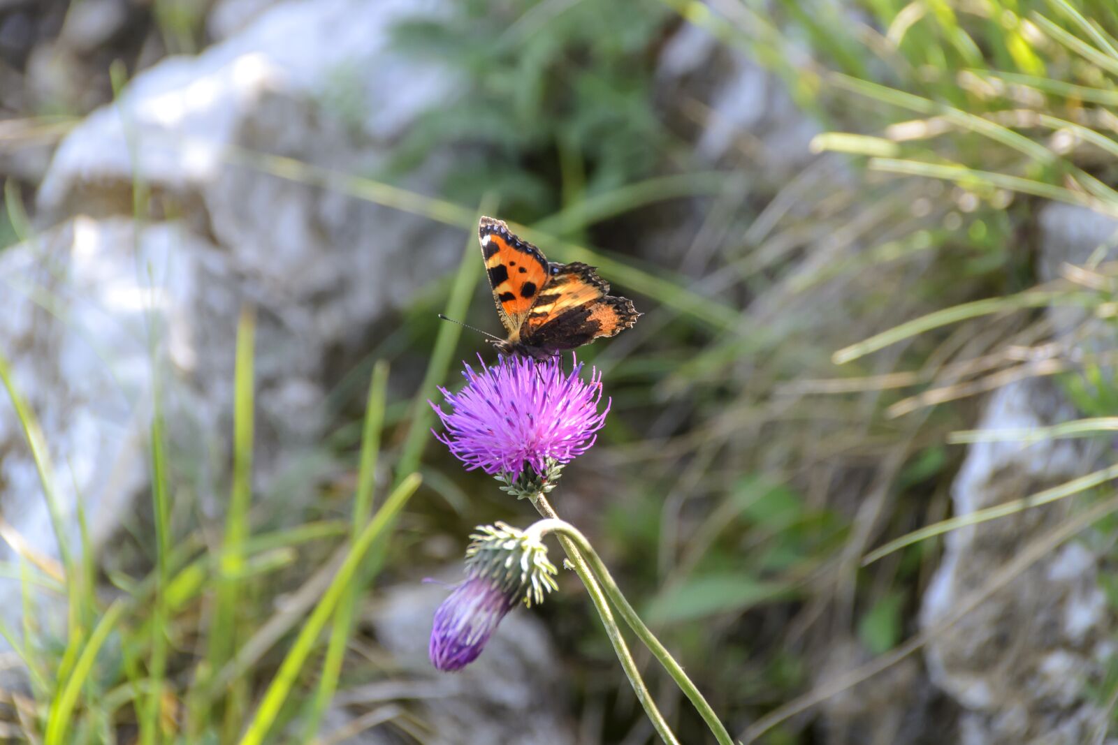 Nikon D3100 sample photo. Peacock butterfly, blue thistle photography