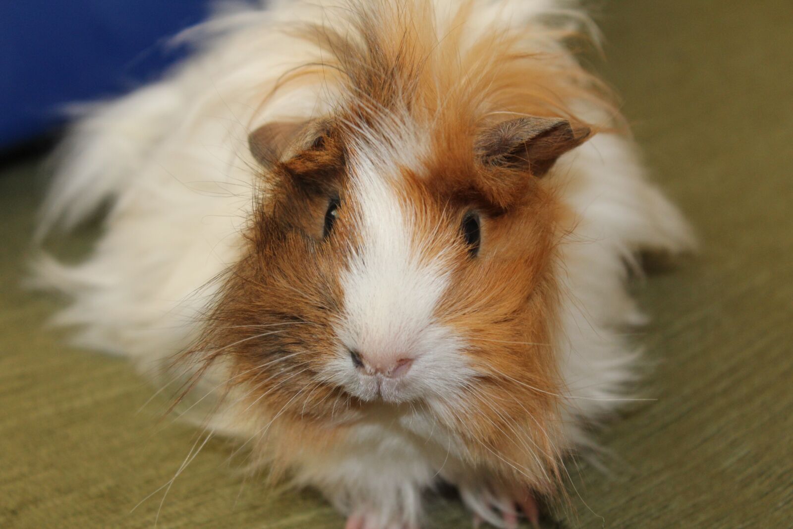 Canon EOS 1200D (EOS Rebel T5 / EOS Kiss X70 / EOS Hi) sample photo. Animal, guinea pig, pet photography