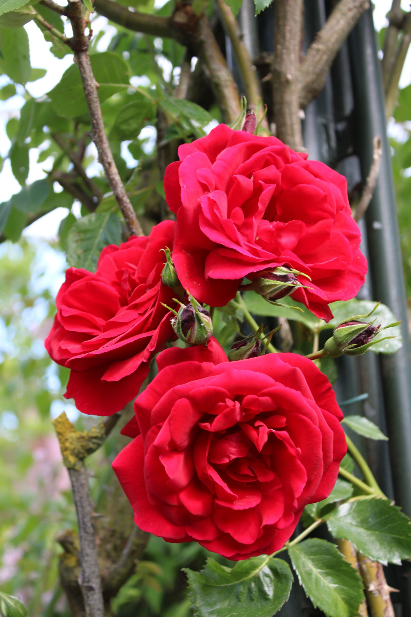 Canon EOS 2000D (EOS Rebel T7 / EOS Kiss X90 / EOS 1500D) sample photo. Red roses, rose, backlighting photography