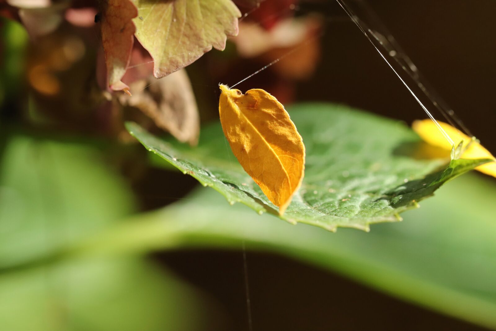 Canon EOS 800D (EOS Rebel T7i / EOS Kiss X9i) sample photo. Leaf, light, spinnenfaden photography