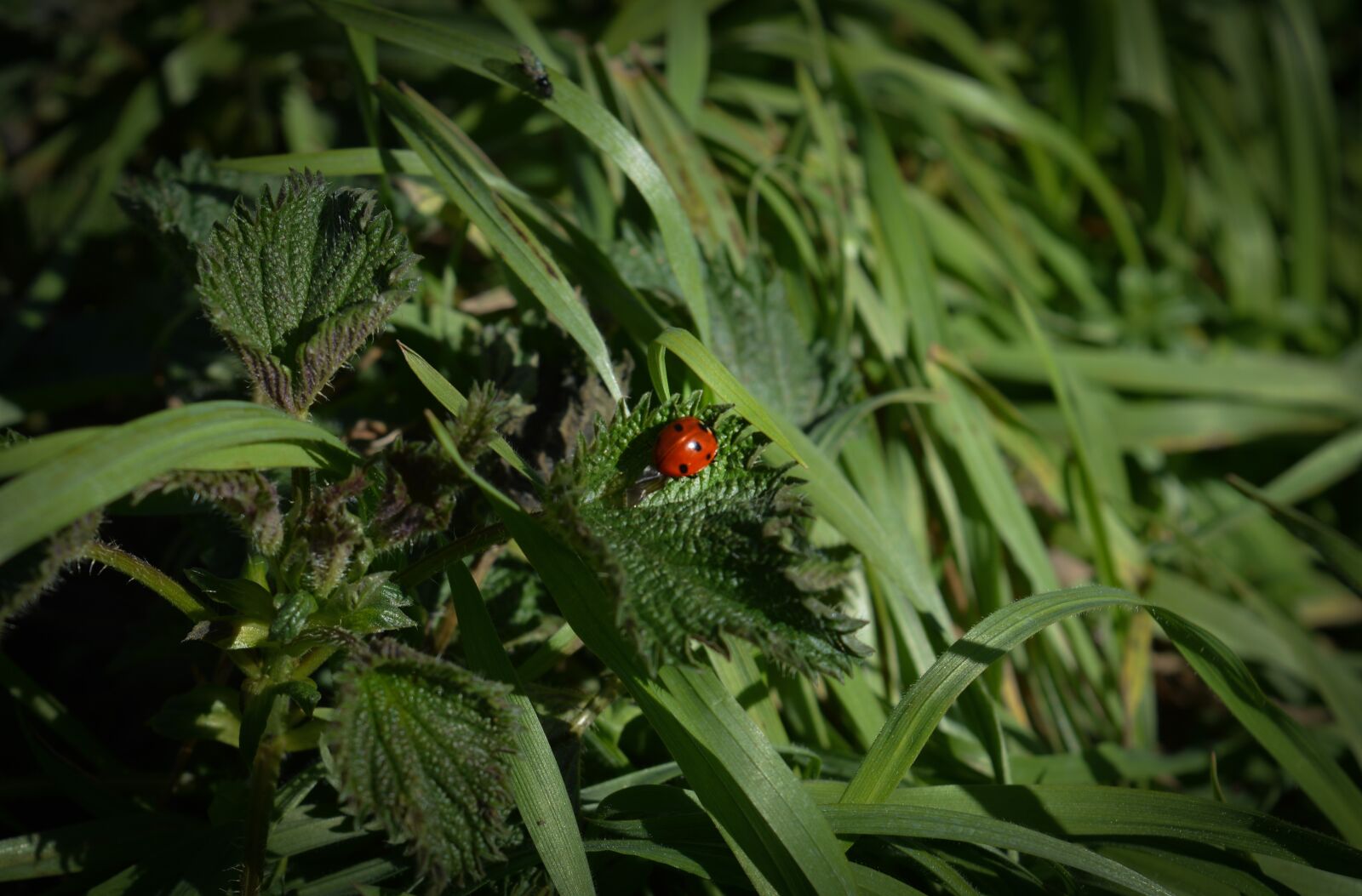 Nikon D3200 sample photo. Lady bug, insect, ladybug photography