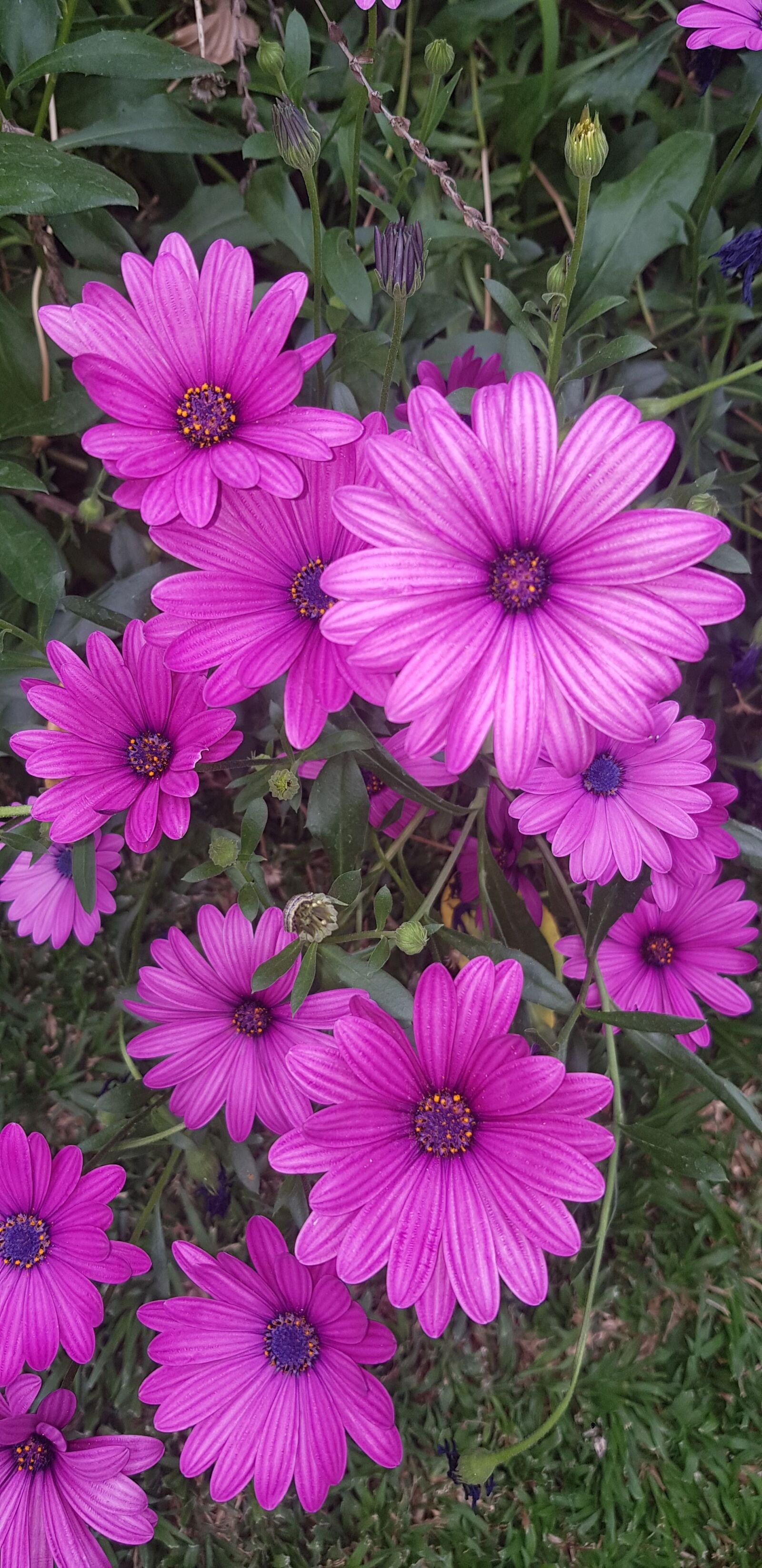 Samsung Galaxy Note9 sample photo. Flowers, daisy, purple photography