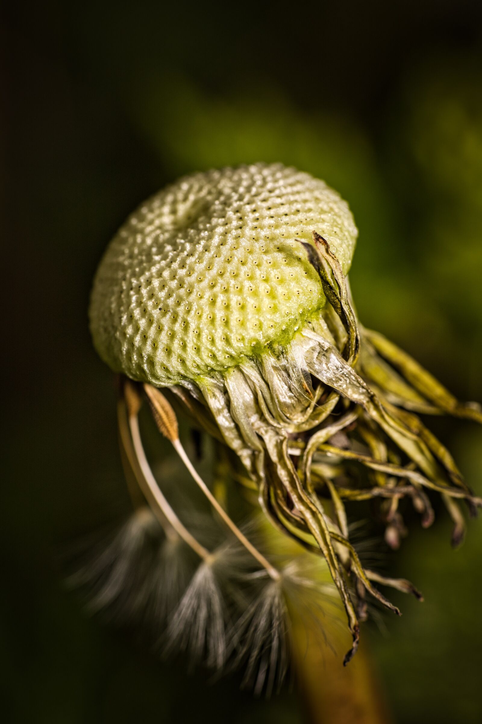 Canon EOS RP sample photo. Umbrella, seeds, flying seeds photography