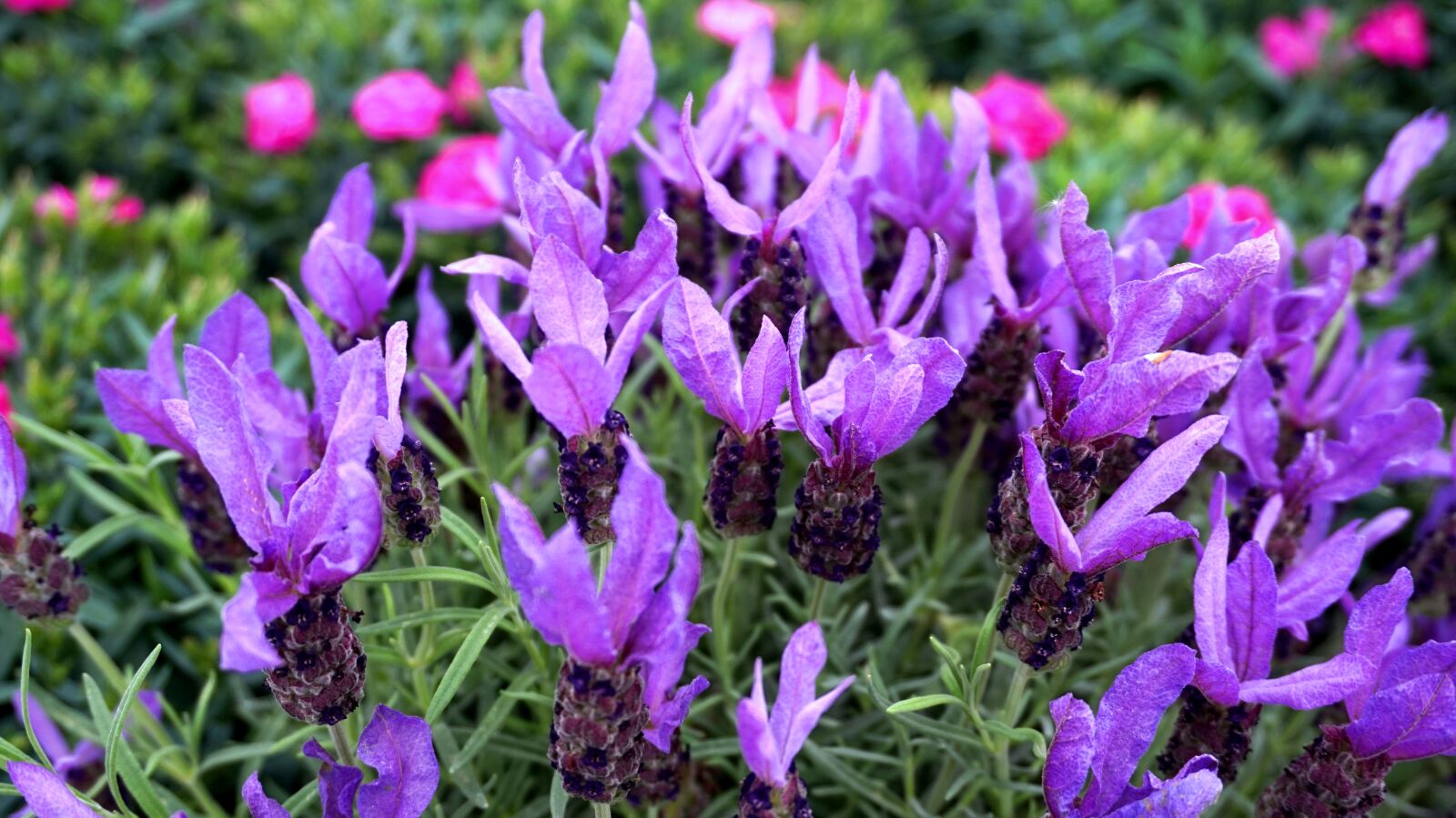 Sony Alpha a5000 (ILCE 5000) sample photo. Lavender, blue, blossom photography