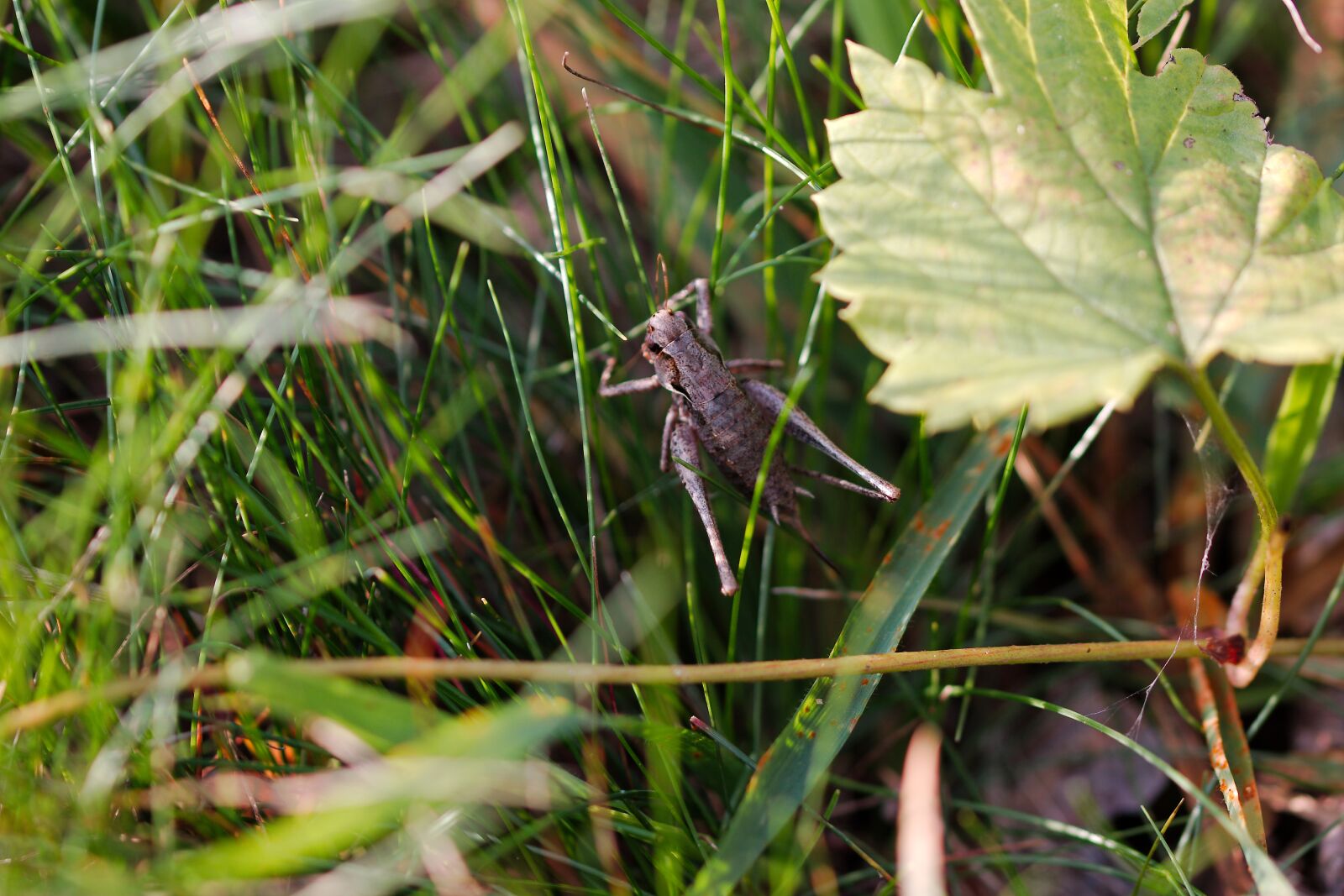 Canon EOS 70D sample photo. Nature, leaf, plant photography
