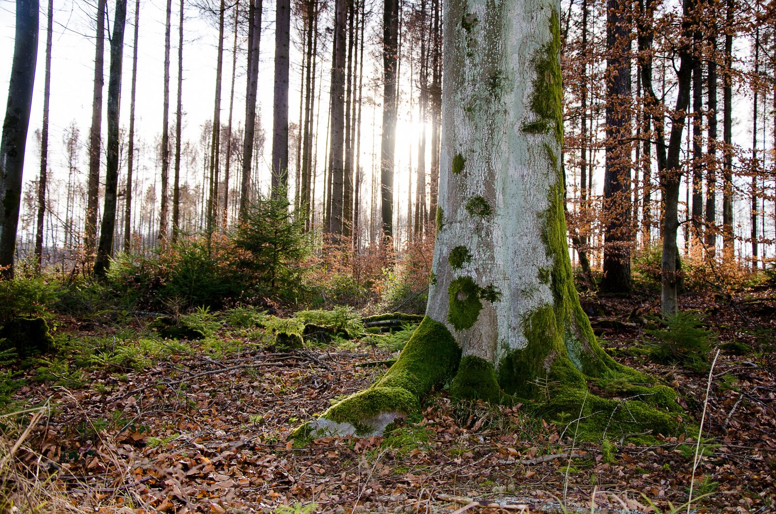 Nikon D5100 sample photo. Tree, forest, nature photography