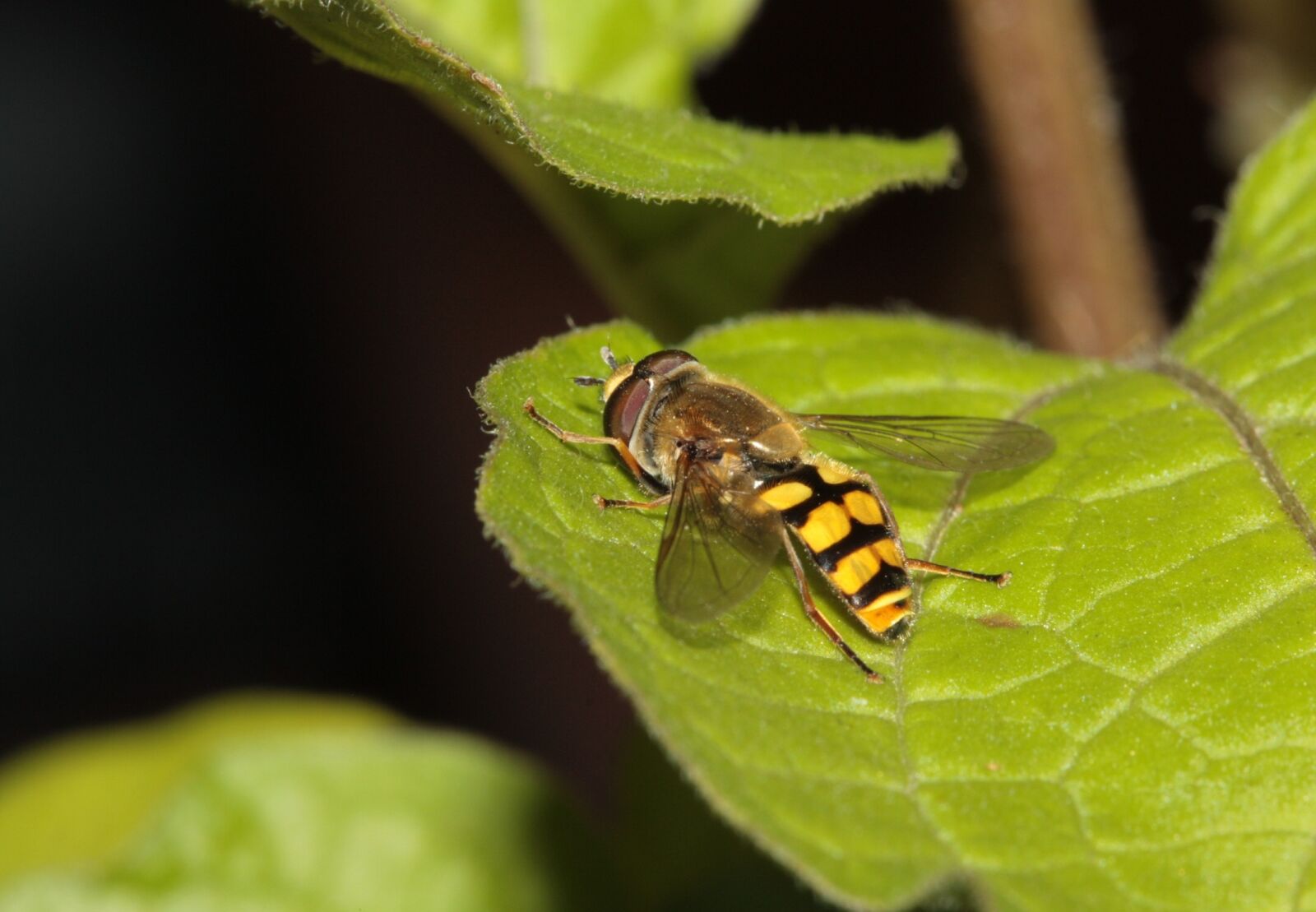 Canon EOS 450D (EOS Rebel XSi / EOS Kiss X2) sample photo. Hoverfly, insect, wing photography