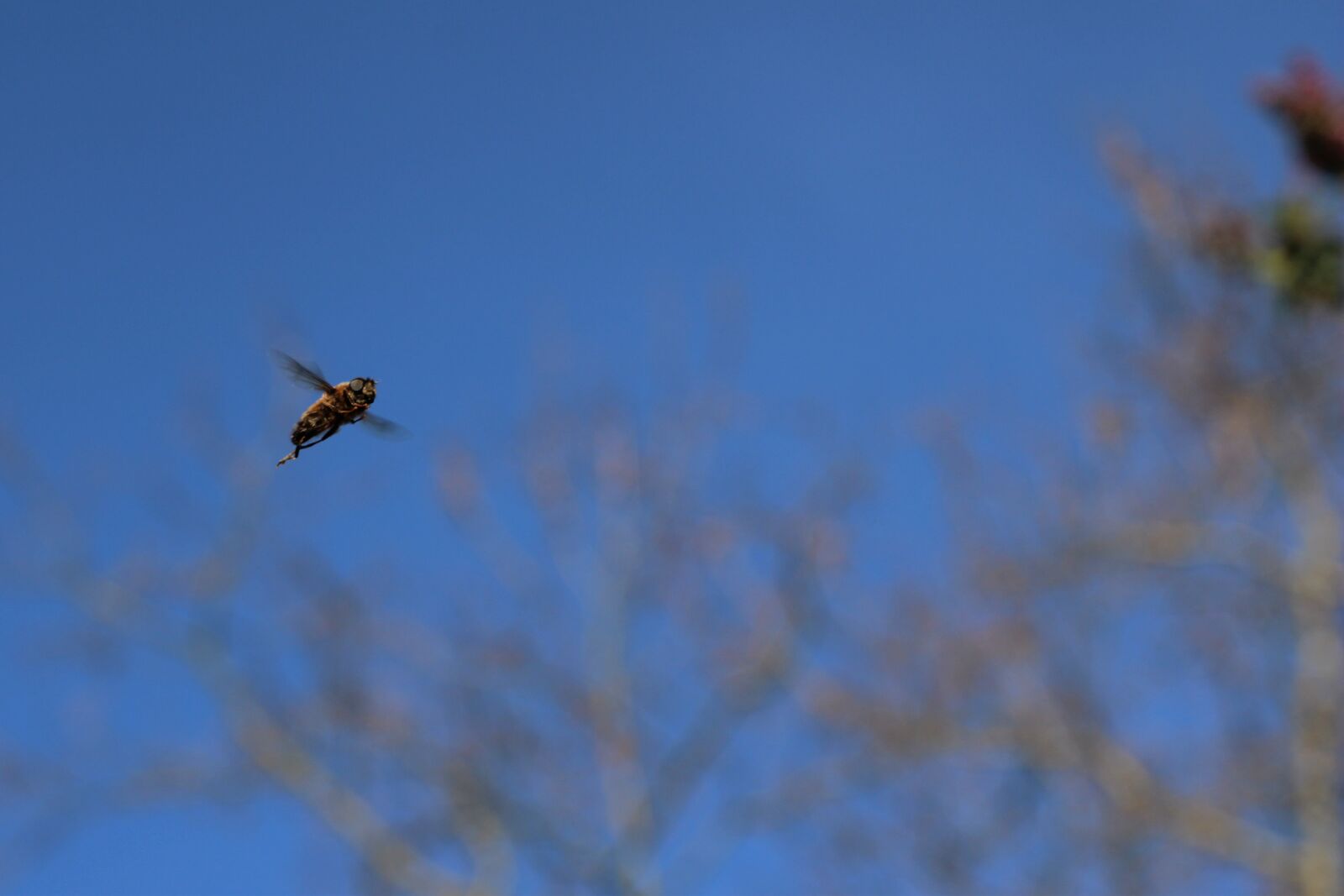 Canon EOS 2000D (EOS Rebel T7 / EOS Kiss X90 / EOS 1500D) sample photo. Bee, flight, nature photography