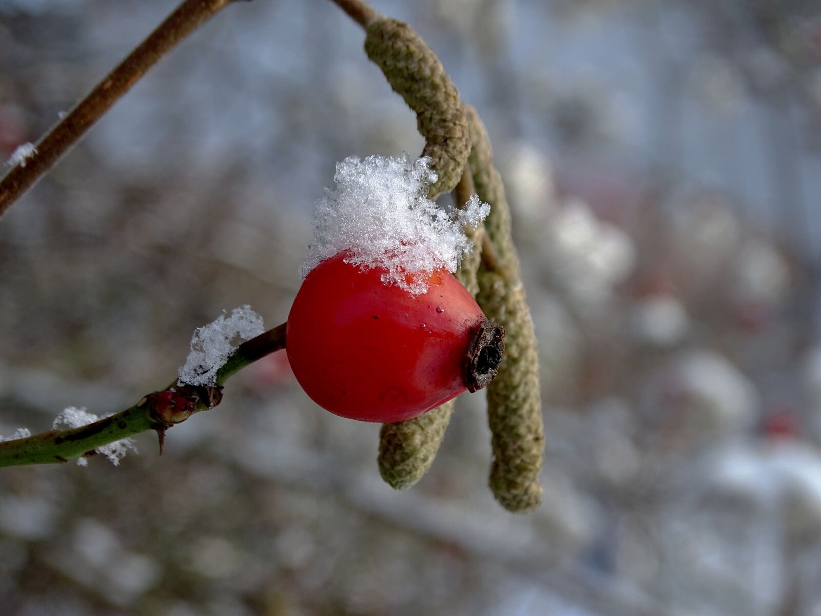 Sony Cyber-shot DSC-HX400V sample photo. Rose hip, winter, snow photography