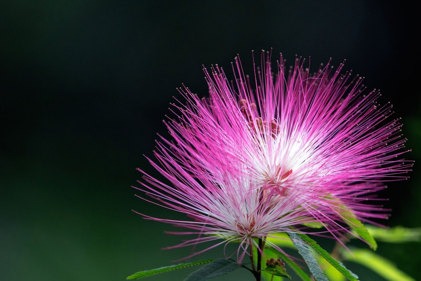 Nikon D750 sample photo. Flower, red, nature photography