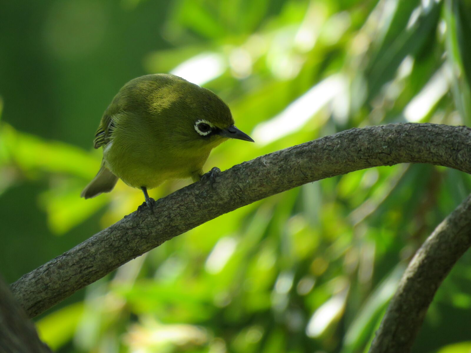 Canon PowerShot SX60 HS sample photo. Bird, white-eye, white eye photography