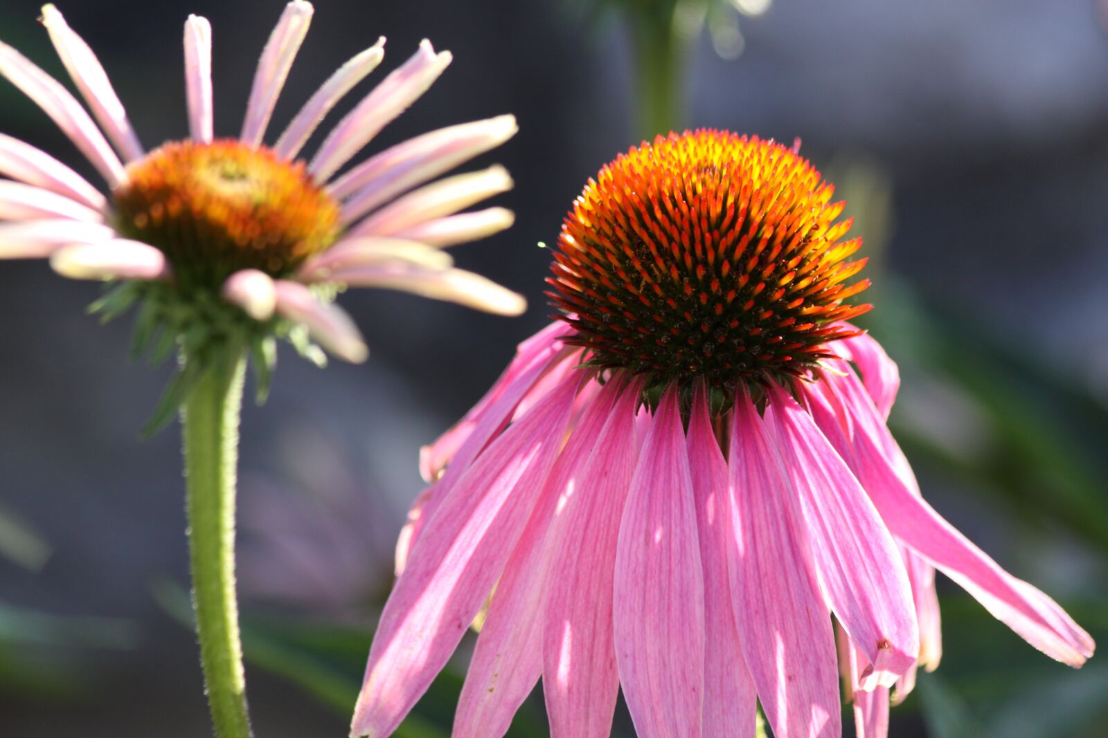 Canon EOS 50D sample photo. Echinacea, close up, flower photography