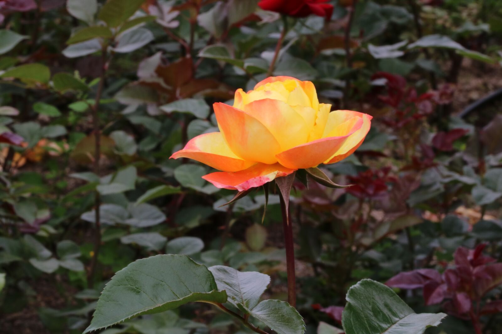 Canon EOS 750D (EOS Rebel T6i / EOS Kiss X8i) sample photo. Rose, rose festival, seoul photography