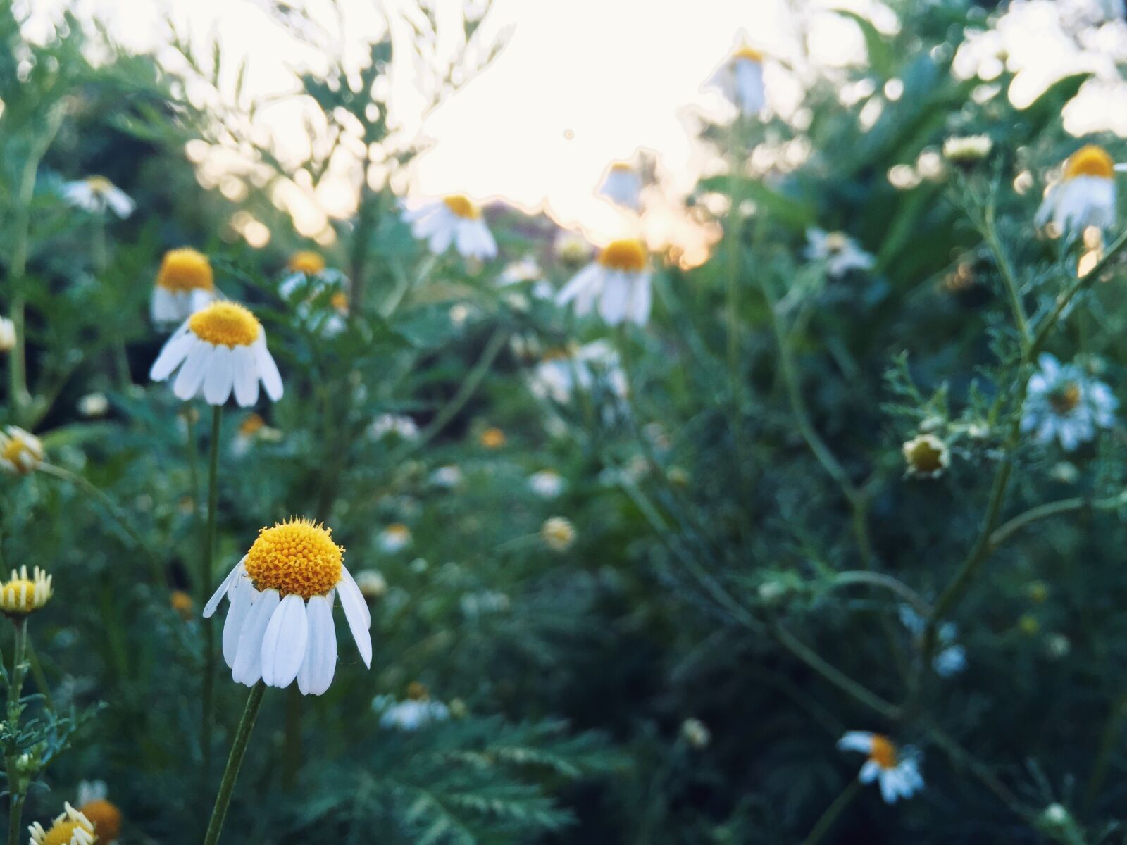 iPhone 6 back camera 4.15mm f/2.2 sample photo. Flowers photography