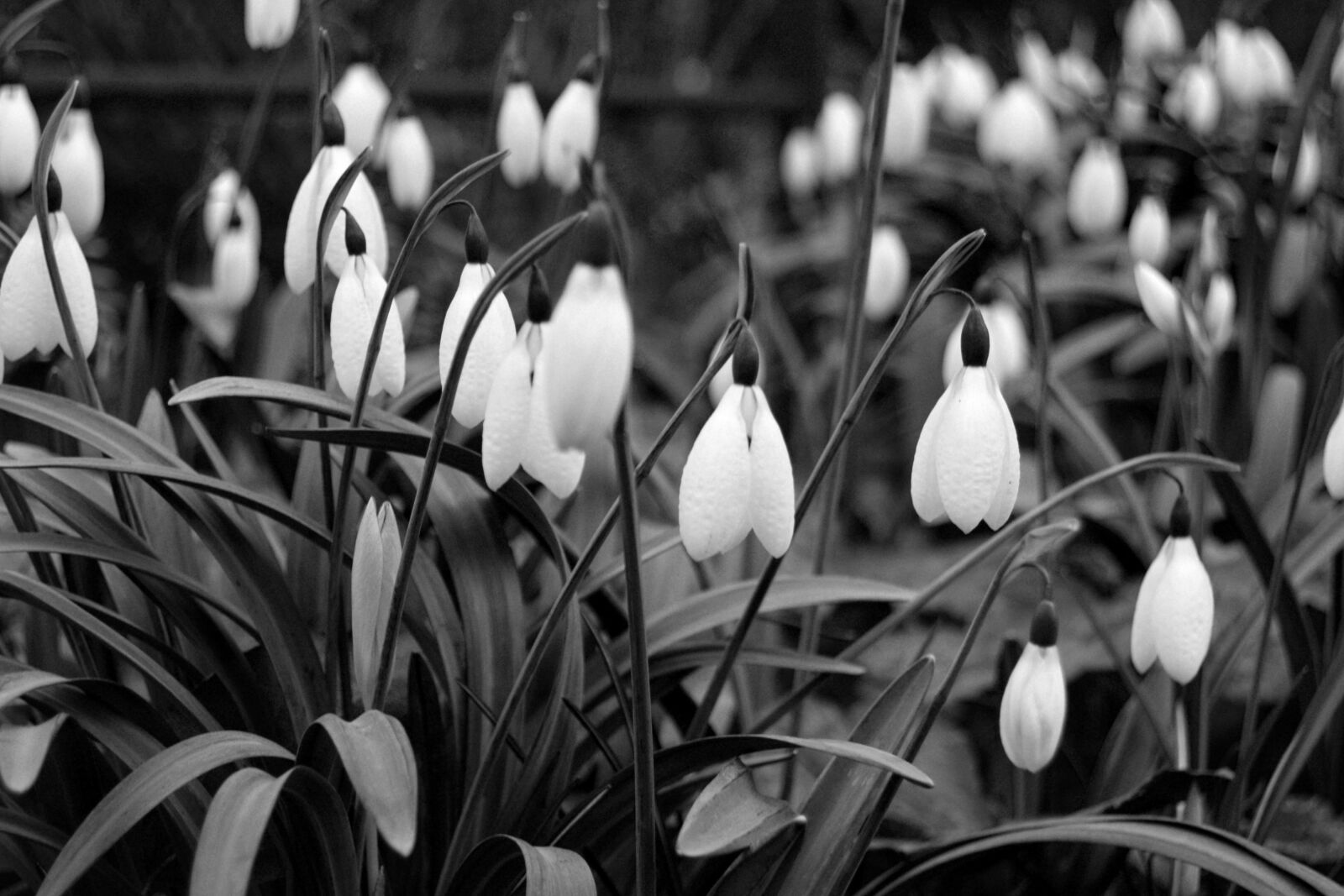 Nikon D3300 sample photo. Snowdrops, flowers, black and photography