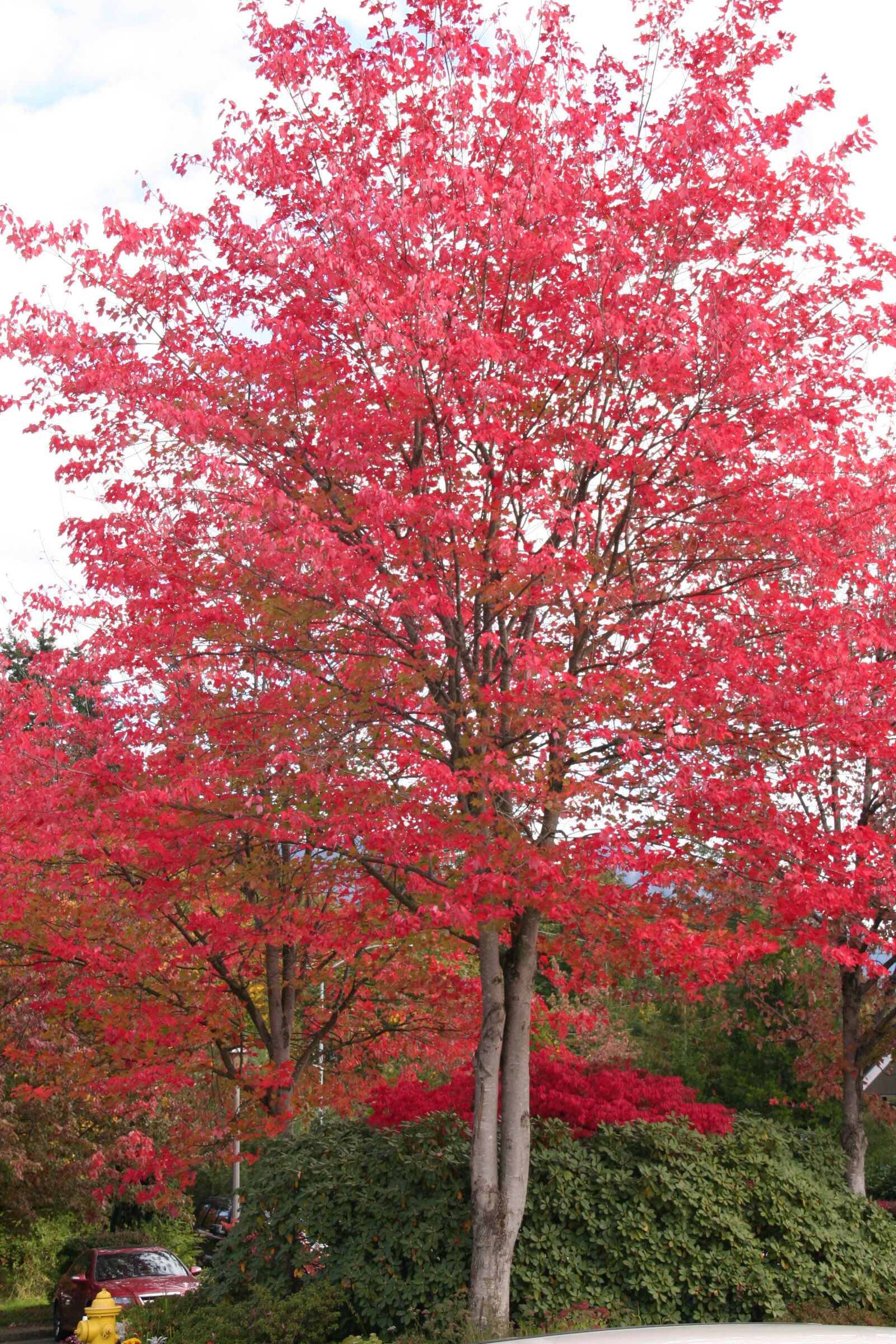 Canon EOS 350D (EOS Digital Rebel XT / EOS Kiss Digital N) sample photo. Red leaves, fall foliage photography