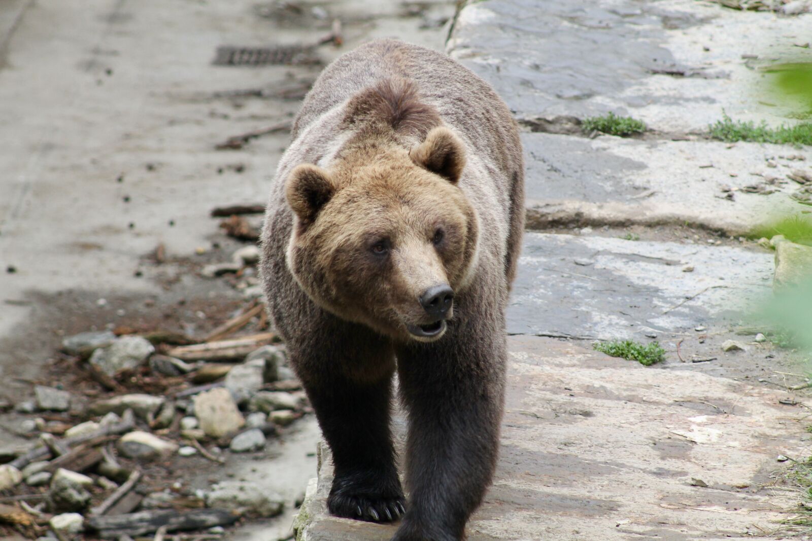 Canon EF75-300mm f/4-5.6 sample photo. Bear, wild, nature photography