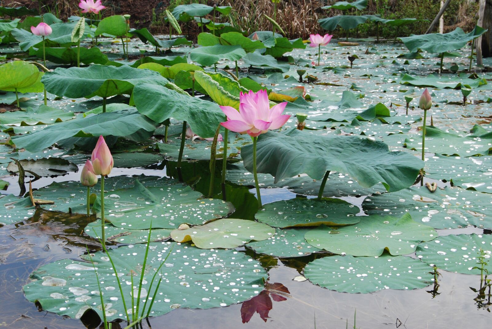 Nikon D40X sample photo. Flowers, landscapes, lotus flowers photography