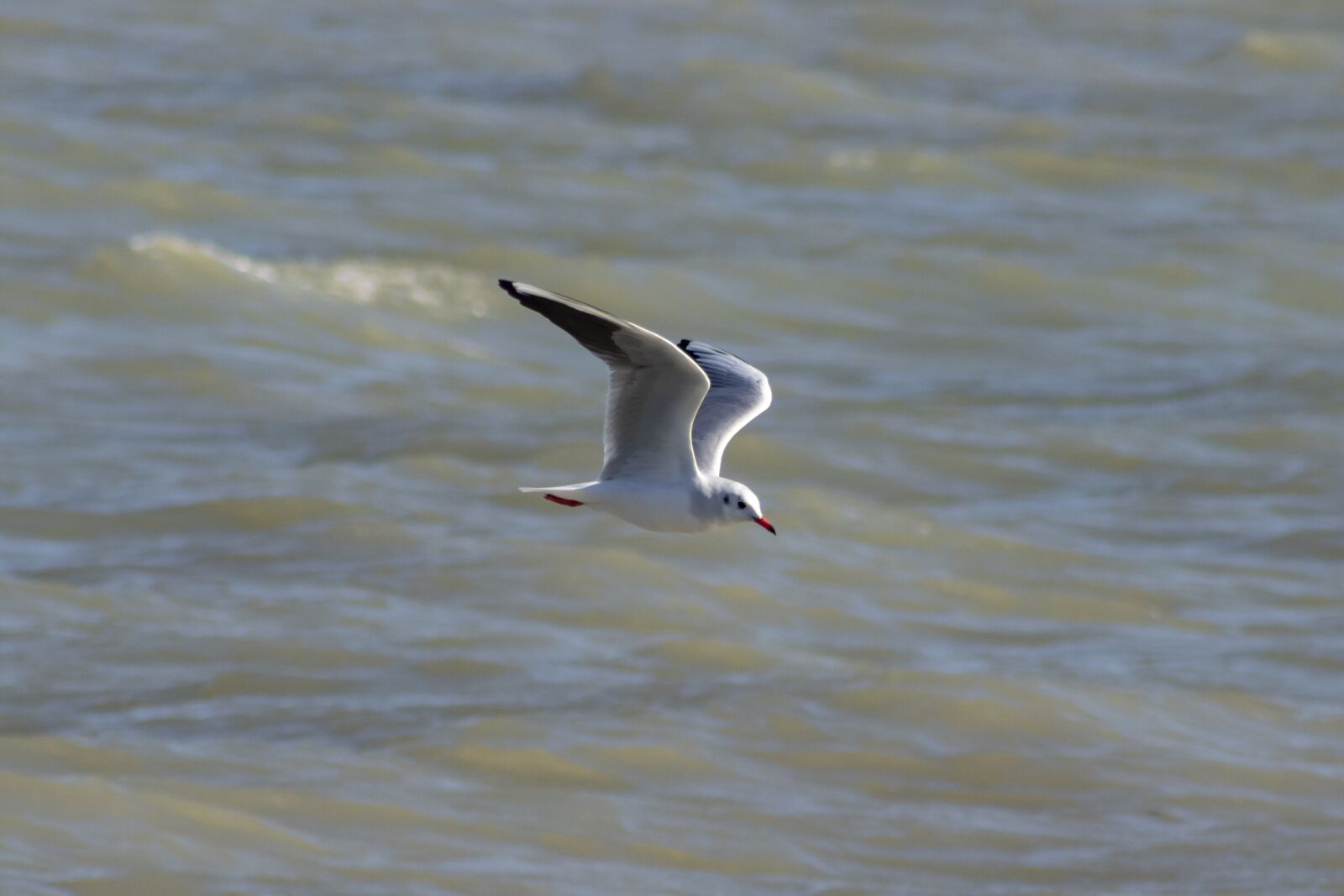 Canon EF75-300mm f/4-5.6 sample photo. Seagull, bird, water bird photography