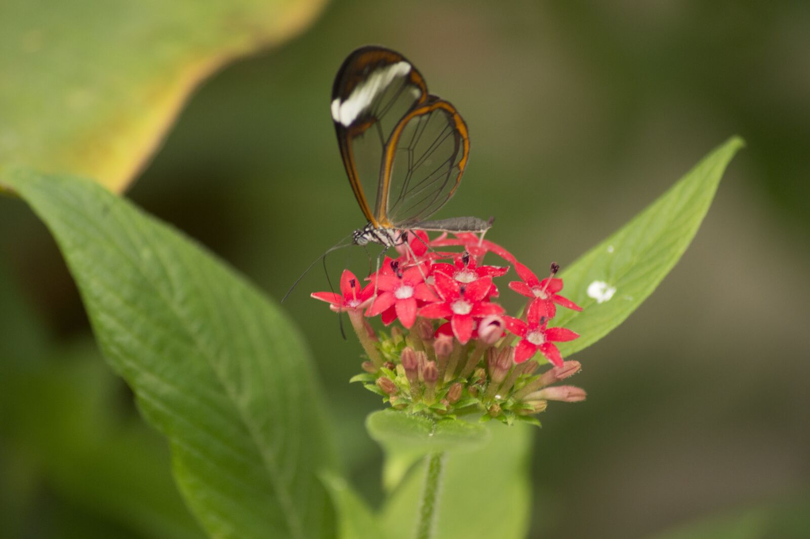 Nikon D3200 sample photo. Butterfly, insect, glass butterfly photography