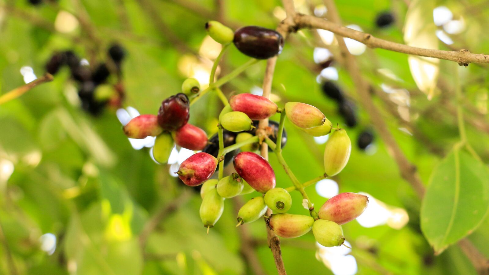 Canon EOS 70D sample photo. Jambolan plum, thai-berry, fruit photography