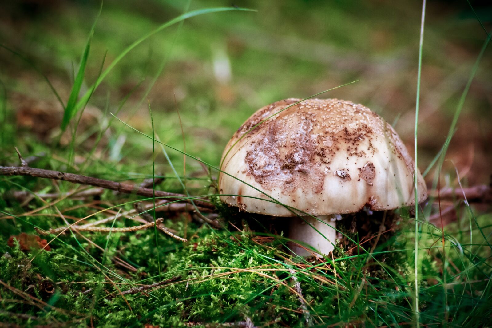 Canon EOS 350D (EOS Digital Rebel XT / EOS Kiss Digital N) sample photo. Nature, mushroom, forest photography