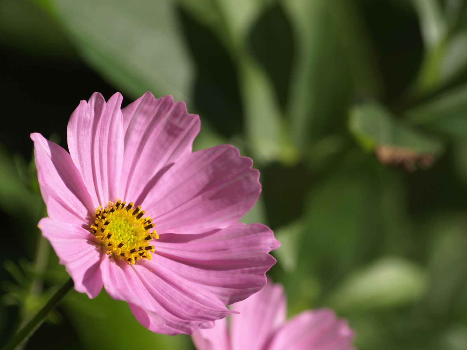 Olympus E-510 (EVOLT E-510) sample photo. Cosmea, flower, summer photography