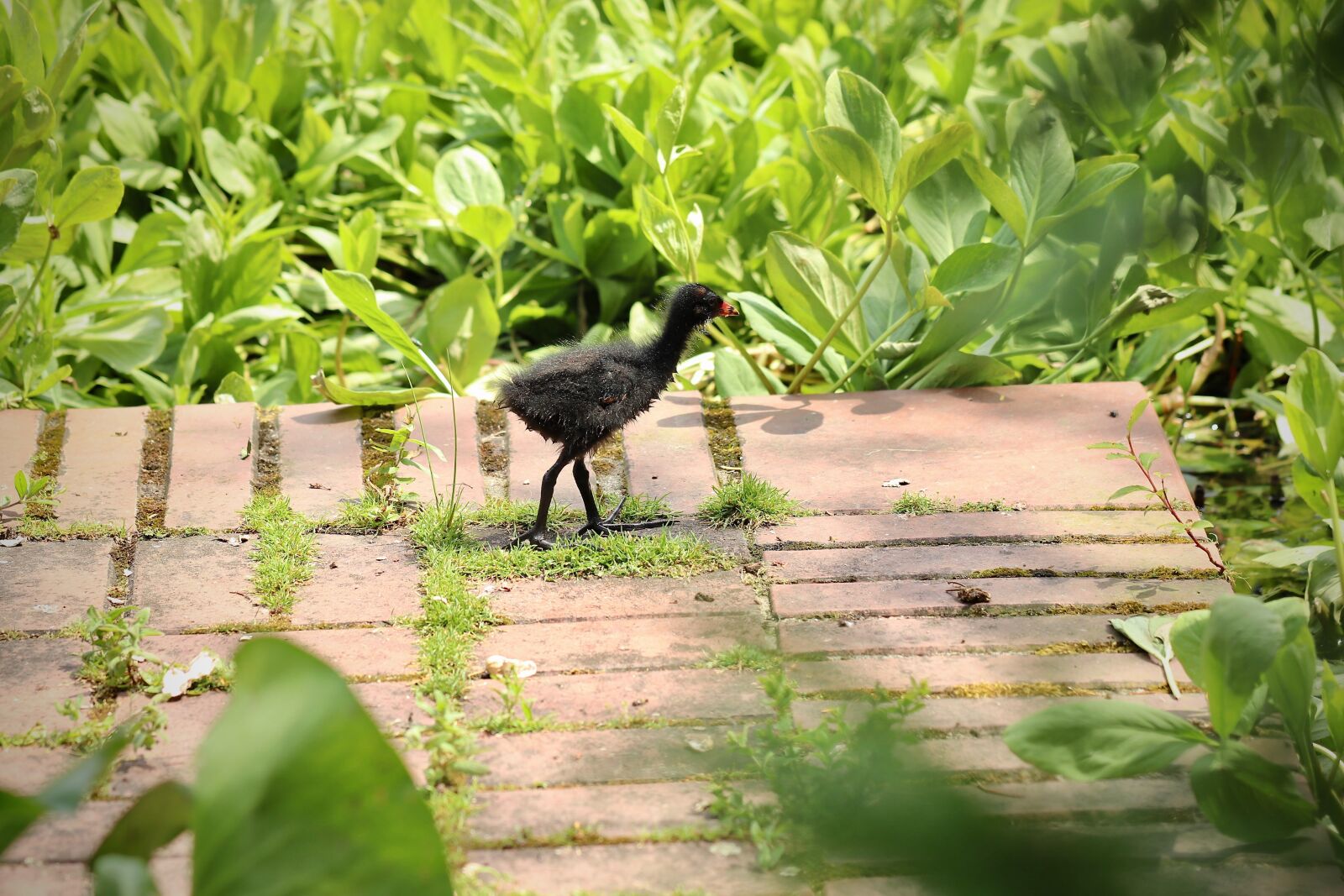 Canon EOS 800D (EOS Rebel T7i / EOS Kiss X9i) sample photo. Chicks, coot, water bird photography